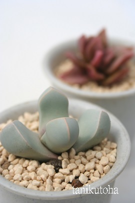 ,܂傭As_A-Lapidaria margaretae 