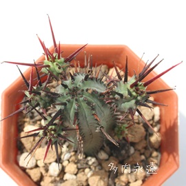 gʊt,A[zrA-Euphorbia enopla