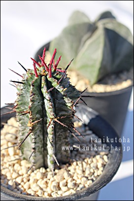 z_,z_ʔ,z_,z_ƃIxT,z_ĕB₵,[zrA,Euphorbia horrida,i