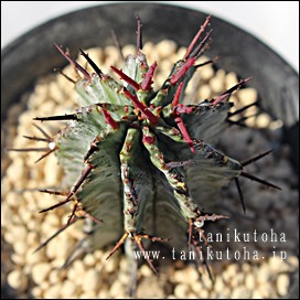 z_A[zrA-Euphorbia horrida,i