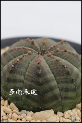 IxT,[tHrA-Euphorbia obesa