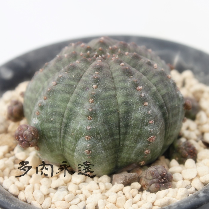 eVgJ,ӂ߂Ƃ肩A[zrA-Euphorbia obesa ssp. symmetrica