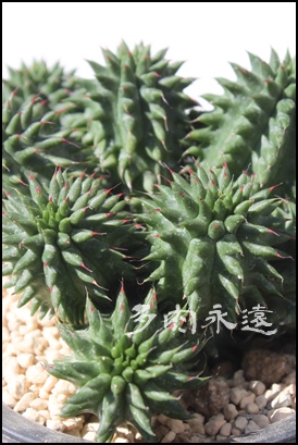 gʊtԉ,ĂA[zrA-Euphorbia enopla