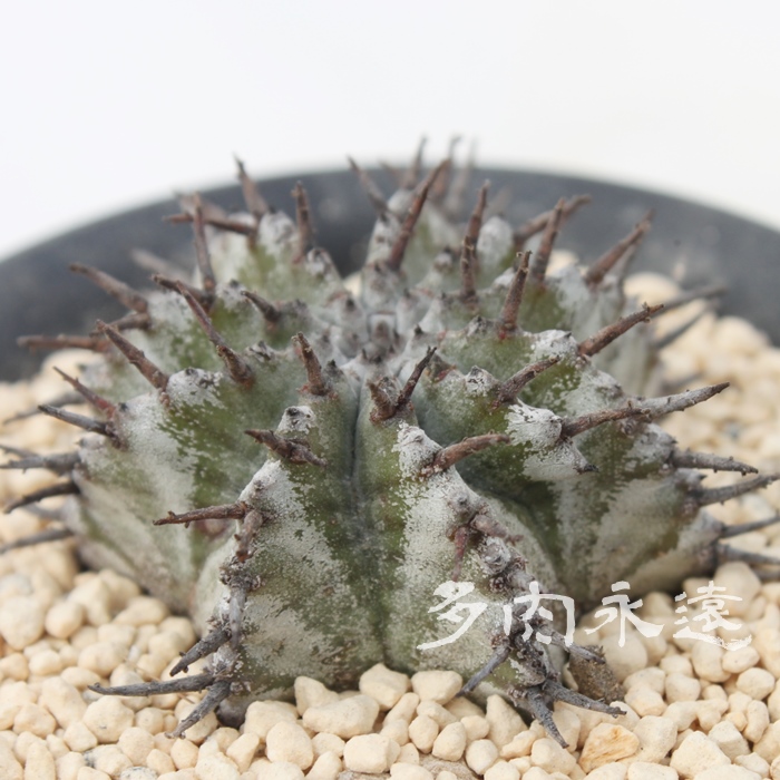߃z_,͂ق肾A[tHrA-Euphorbia horida var. striata