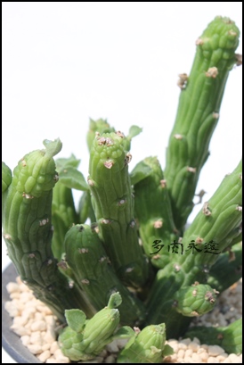 gʊtԉ,ĂA[zrA-Euphorbia enopla