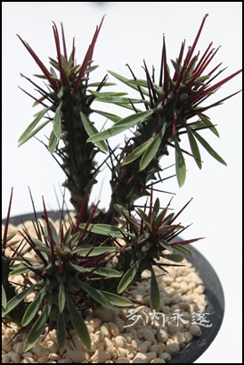gʊtԉ,ĂA[zrA-Euphorbia enopla
