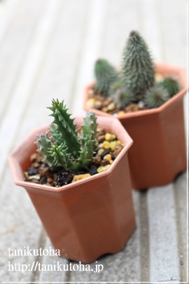 qXs[,tGjA-Huernia hislopii ssp. rbbusta