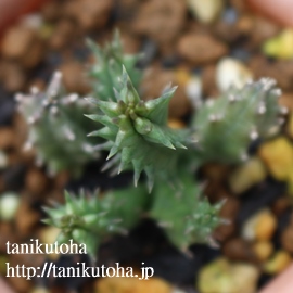 qXs[,tGjA-Huernia hislopii ssp. rbbusta