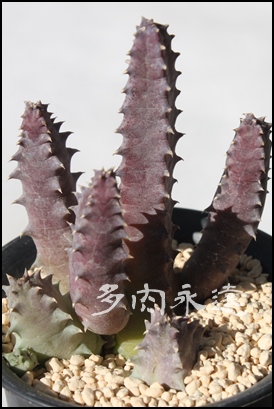 p,KKC,tGjA-Huernia BREVIROSTRIS