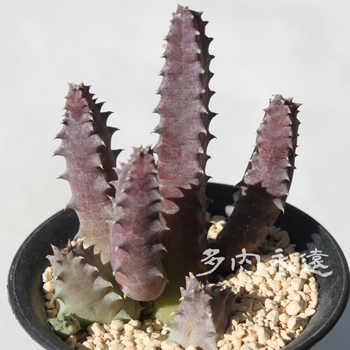 p,KKC,tGjA-Huernia brevirostris