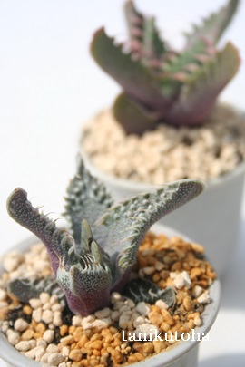 rg,Ȃ݁AtH[JA-Faucaria tuberculosa 'Aranami'