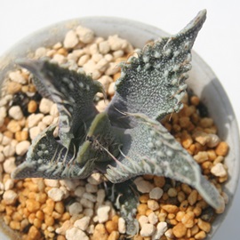 rg,Ȃ݁AtH[JA-Faucaria tuberculosa 'Aranami'