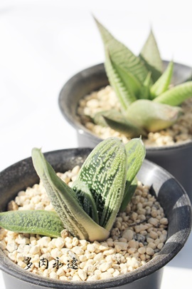 j`_AKXeA-Gasteria NITIDA