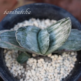 DX̏AKXeA-Gasteria SATSUSATSUNOMATSU