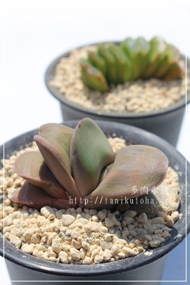 n̋P,n̋Pʔ,n̋Pgt,n̋P,n̋PĕB₵,͂΂̂₫,KXeA-Gasteria HAKUBANOKAGAYAKI