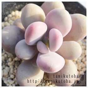 A`X`iAOvgy^-Graptopetalum AMETHYSTINUM