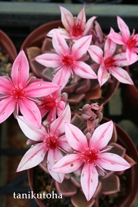 `F[vZXAOvgy^-Graptopetalum 'Cherry Princess'