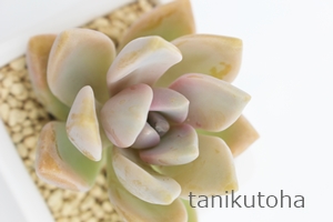 AÂAOvgy^-Graptopetalum 'SAKURADUKI'