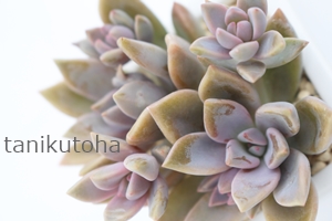 _ux[AOvgy^-Graptopetalum 'Double Berry'