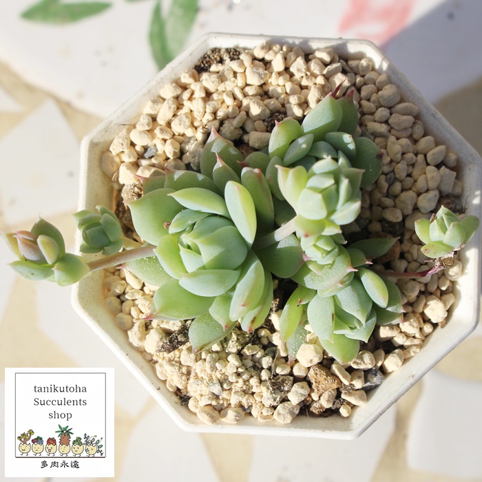 �}�N�h�K���[,�O���v�g�y�^������,�O���v�g�y�^�����̃}�N�h�K���[�ʔ�,�}�N�h�K���[��ĕ��B�₵��,�}�N�h�K���[�g�t,�}�N�h�K���[��,Graptopetalum 'MACDOUGALLII'