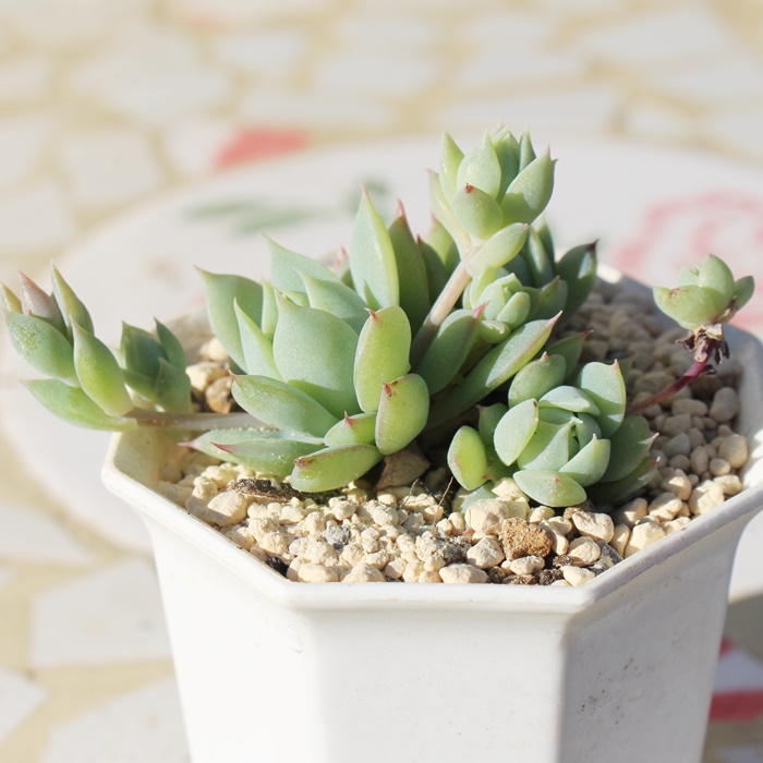 �}�N�h�K���[,�O���v�g�y�^������,�O���v�g�y�^�����̃}�N�h�K���[�ʔ�,�}�N�h�K���[��ĕ��B�₵��,�}�N�h�K���[�g�t,�}�N�h�K���[��,Graptopetalum 'MACDOUGALLII'