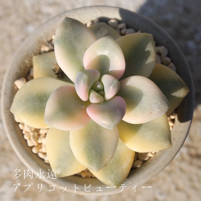 AvRbgr[eB[AOvgy^-Graptopetalum 'Apricotbeauty'