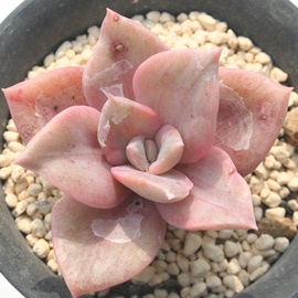 ╗ԂӂAOvgxA-GraptoveriaeALBERT BAYNESfvariegata