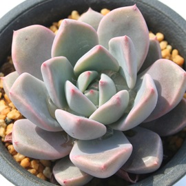 [YNB[AOvgxA-Graptoveria 'ROSE QWEENf