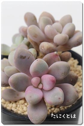 GAOvgxA-Graptoveria 'ELEN'