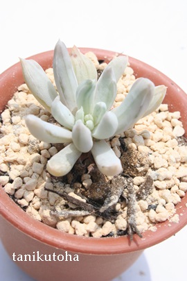 ԗcA͂ȂAOvgxA-Graptoveria 'HANATATUTA'