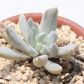 ԗcA͂ȂAOvgxA-Graptoveria 'HANATATUTA'