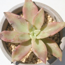 pfB[s[gAOvgxA-Graptoveria Paddy Peate