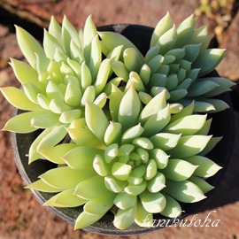 t@t@[AOvgxA-Graptoveria Fanfare