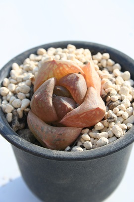 hS{[AnI`A-Haworthia Dragon Ball