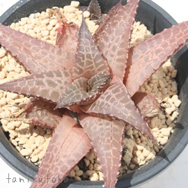 ؂イAnI`A-Hawrthia tessellata