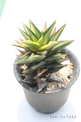 ܏d̓,nI`AIWʔ,nI`Aʔ,܏d̔,nI`Aђʔ,nI`A-Haworthia tortuosa f. variegata