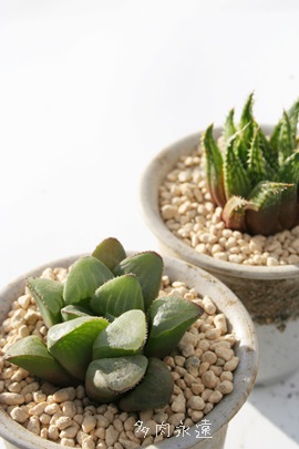 Ac[TAnI`A-Haworthia rerusa var. retusa