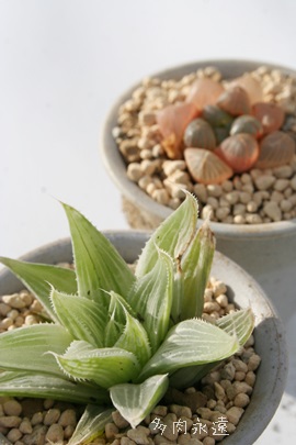 jсAnI`A-Haworthia turgida f. variegata