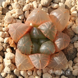 gJ^AnI`A-Haworthia cooperii var. truncata IKURA