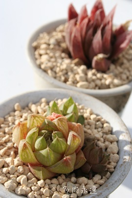 ʂ̐AnI`A-Haworthia cymbiformis var. TAMANOIZUMI