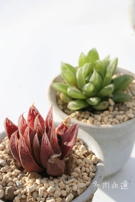 Cgj[,Cgj[,Cgj[,Cgj[gt,nI`A-Haworthia cooperi v. leightonii