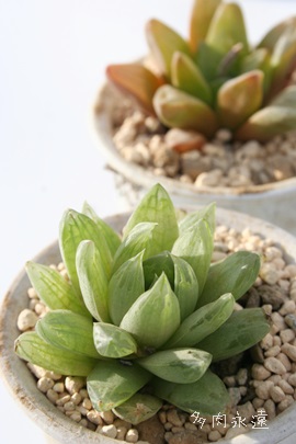 N[y[o[WsNc[^AnI`A-Haworthia cooperii var.picturata