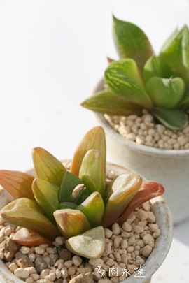 bhtbVAnI`A-Haworthia Red Frash