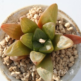 bhtbVAnI`A-Haworthia Red Frash