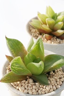 hAnI`A-Haworthia cymbiformis var. RADORA