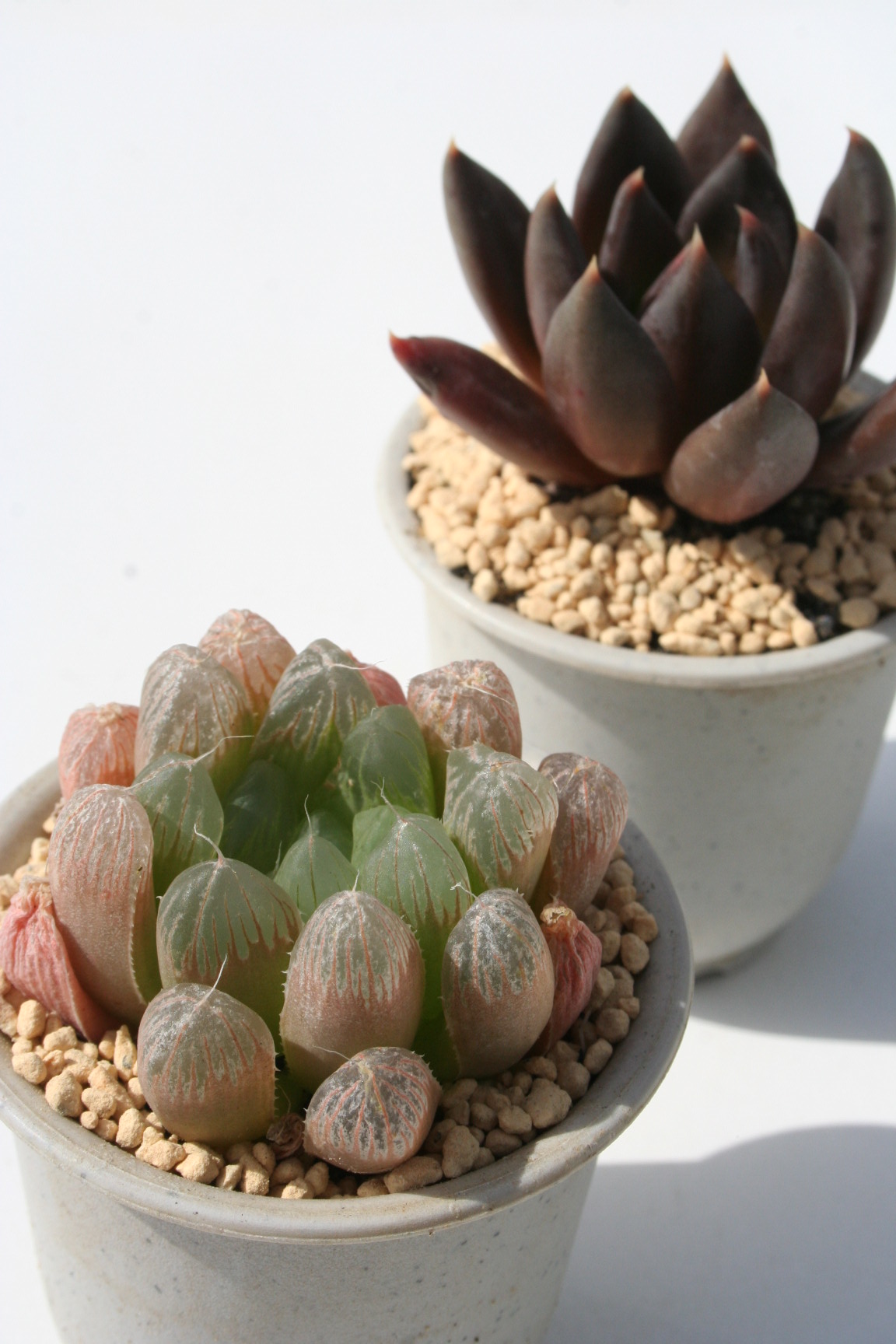 肢AnI`A-Haworthia SUISYOUURANAI