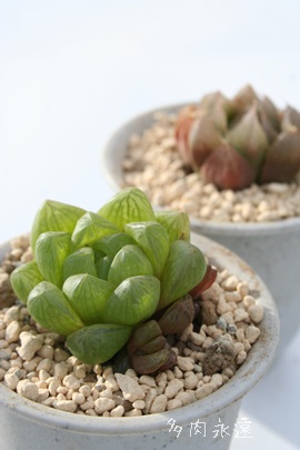 EueBR[AnI`A-Haworthia umbraticola