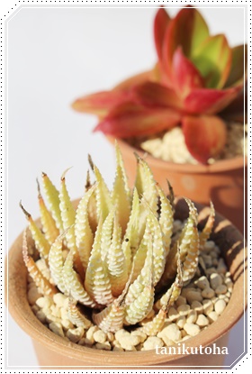 (͂傤jAnI`A-Haworthia fasciata f. variegata