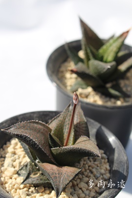 ,ʔ,gt,e킯,ĕB₵,nI`A-Haworthia tessellata KOKURYU