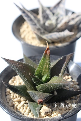 ΗAnI`A-Haworthia tessellata RYOKURYU